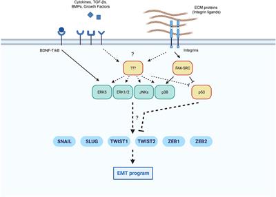 MAPKs in the early steps of senescence implemEMTation